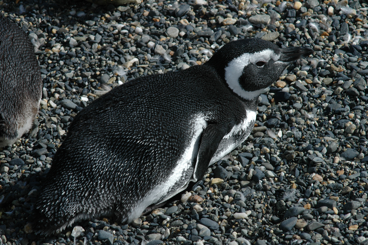 11 Pingüino