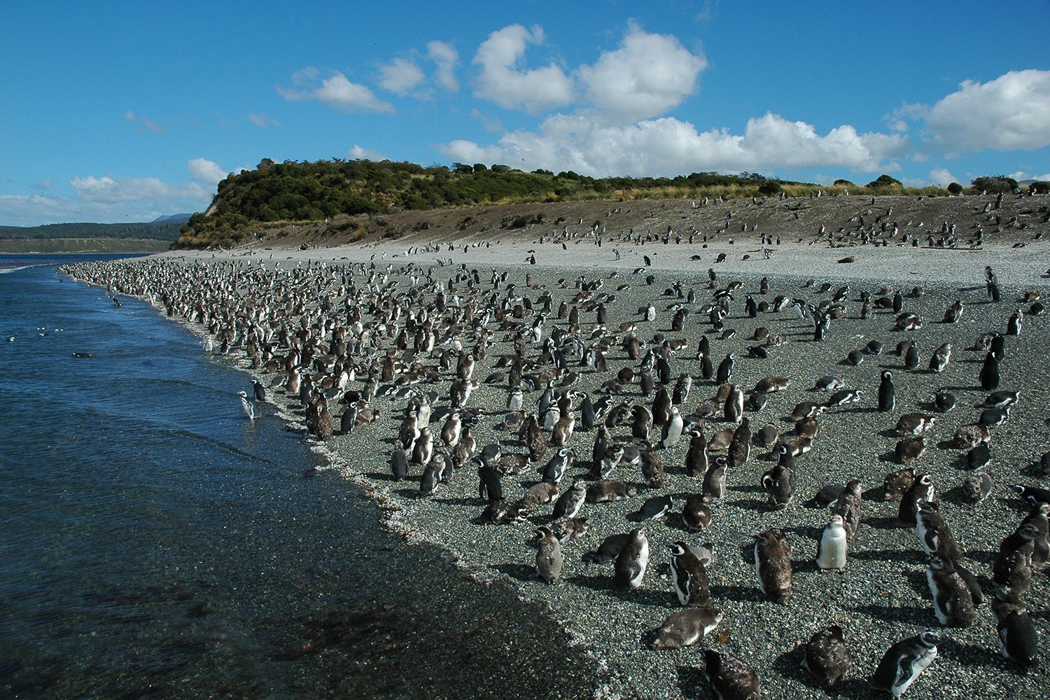 9 Colonia de pingüinos