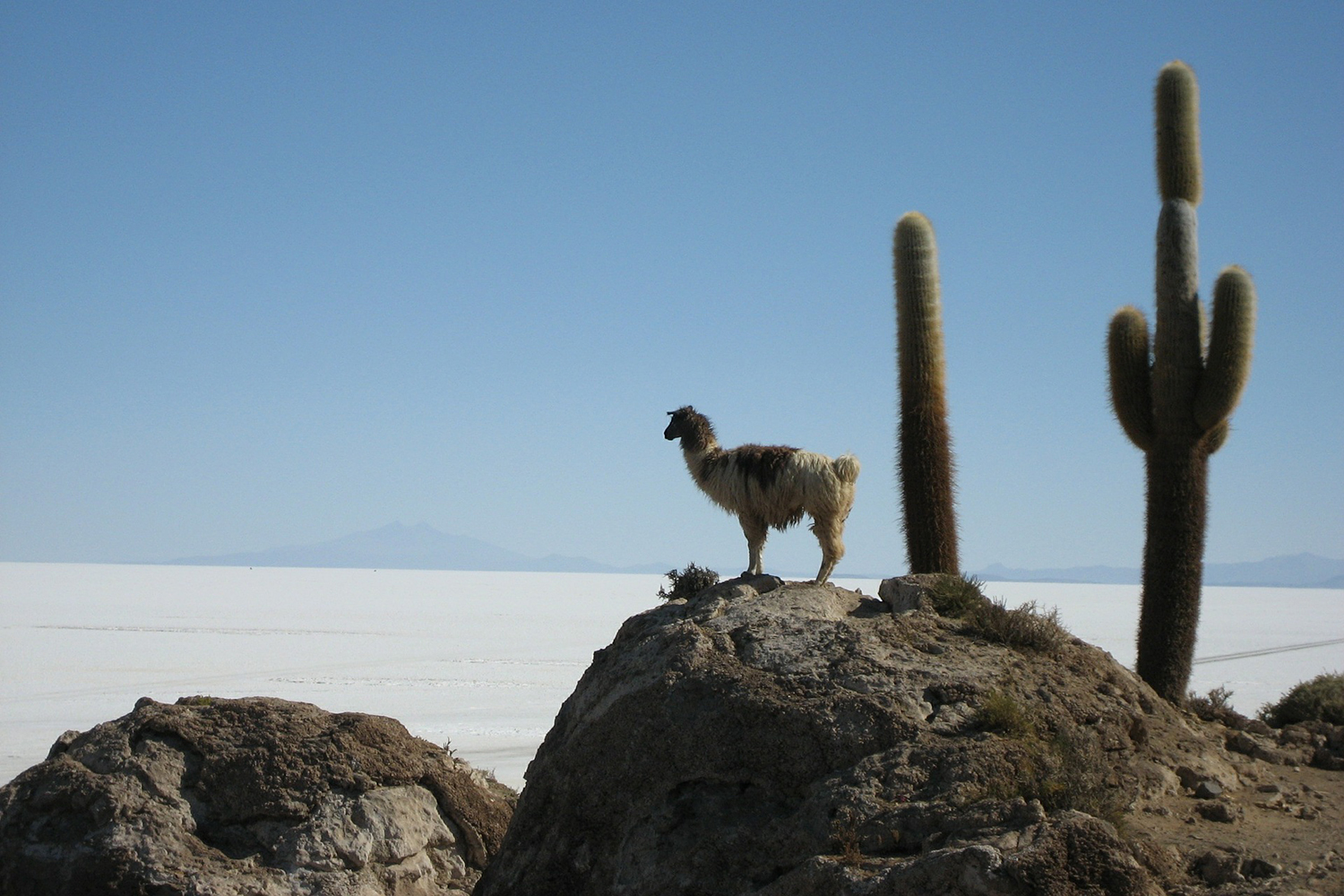 Uyuni llama