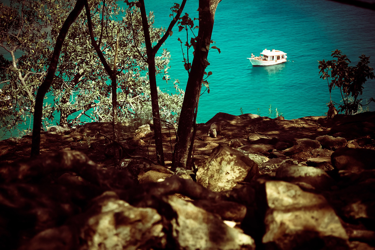 fernando-de-noronha-bosque