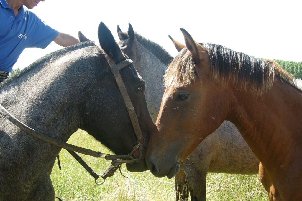 argentina-polo-tour