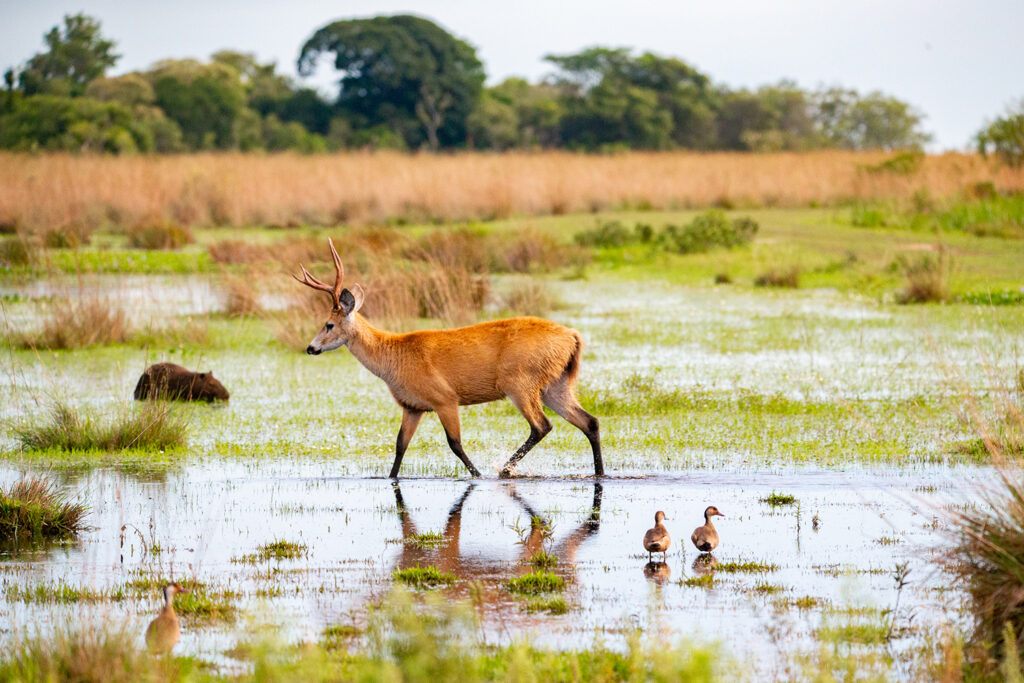 Ibera Wetlands - Marsh deer