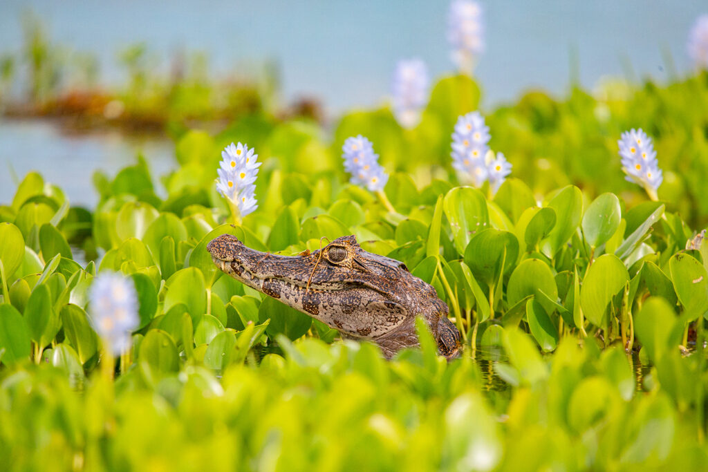 Ibera Wetlands - Caiman